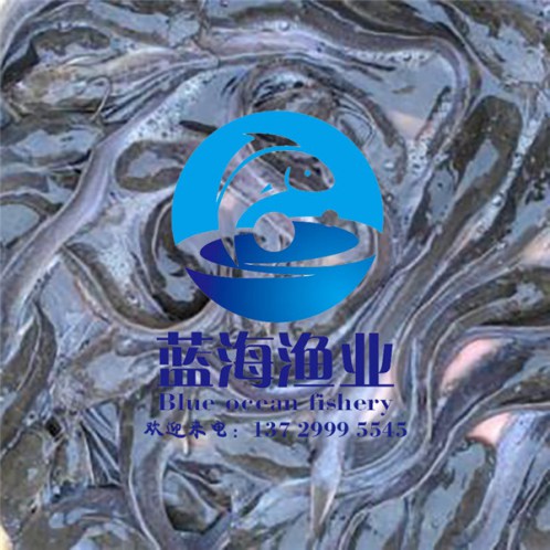 哪里有埃及胡子鯰魚苗養殖