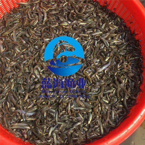 哪有大鱗鲃魚苗哪里有賣