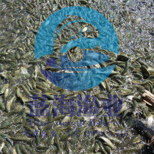 金絲鯇魚苗價格