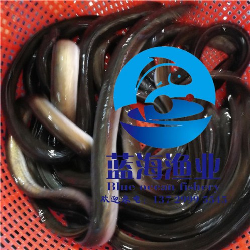 南雄長江鯇魚苗批發