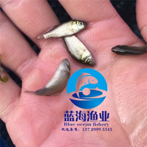 陽江大頭魚苗批發