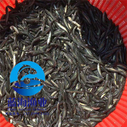 大鱗鲃魚苗養殖