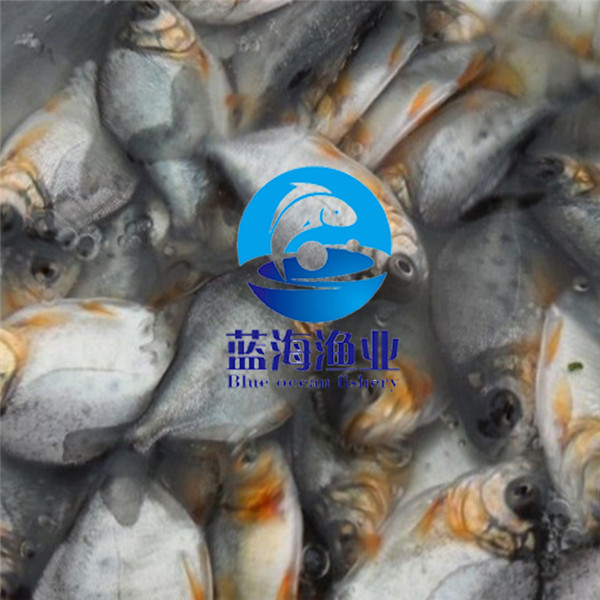 哪里有淡水白鯧魚苗價格是多少