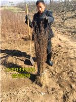 无刺花椒苗价格_无刺花椒籽