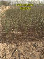 花椒树的种植_良种花椒苗