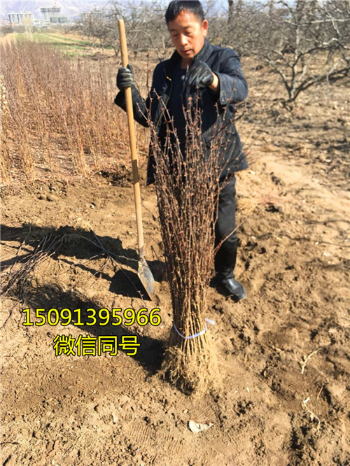 如何種植花椒樹_批發無刺花椒苗