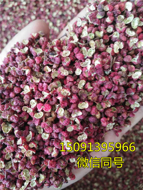 求購無刺花椒苗_花椒苗報(bào)價(jià)