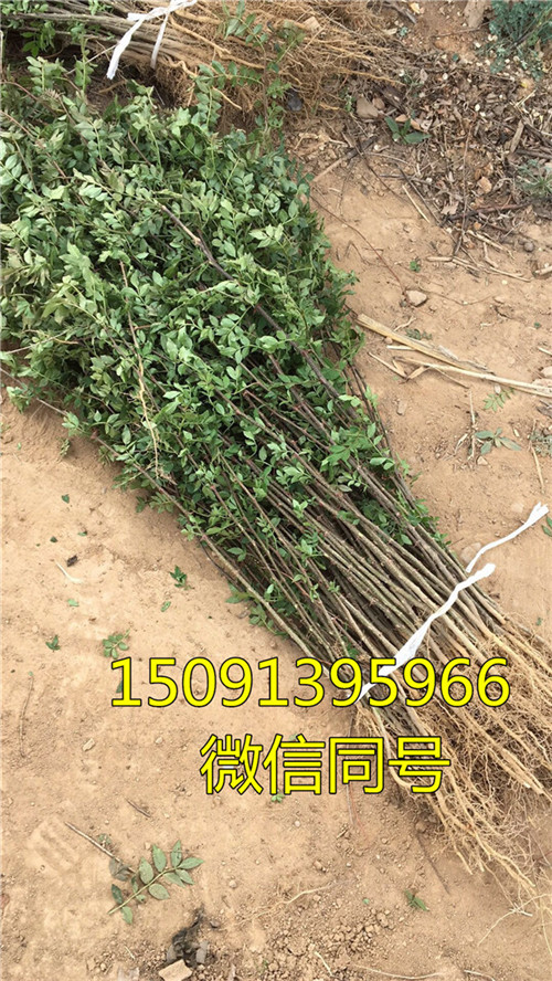 無刺花椒苗批發(fā)_韓城哪里有花椒苗