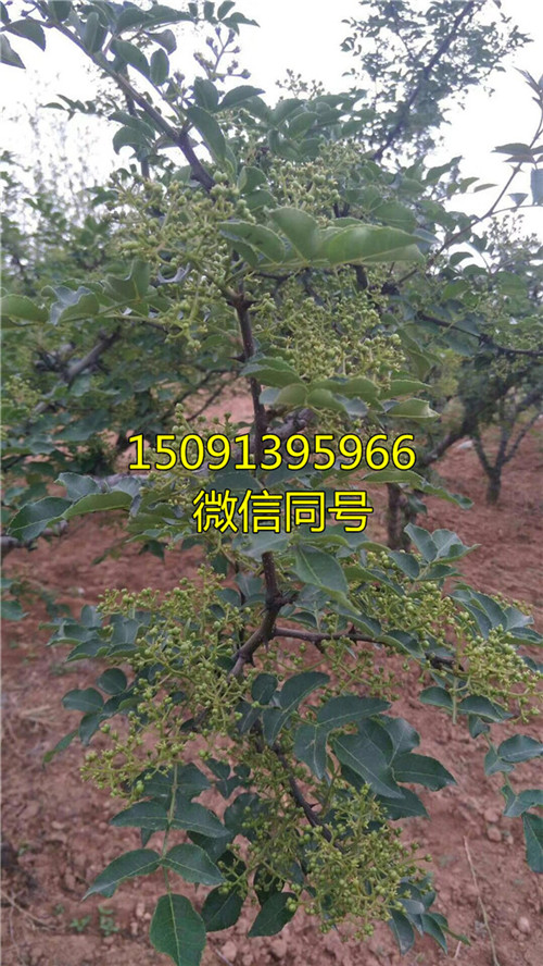 什么花椒苗好_哪里有卖花椒苗的