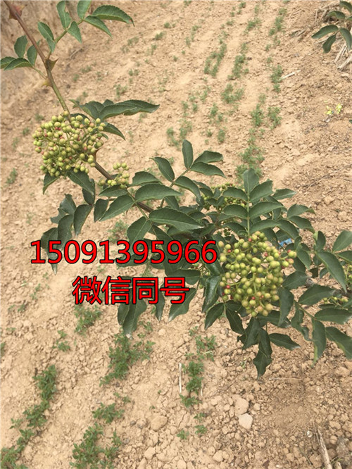 无刺花椒树苗价格_花椒苗哪里有卖