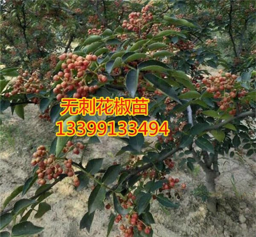 如何種植花椒樹_花椒苗多少錢一棵