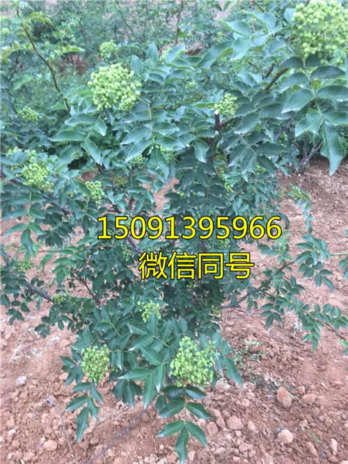 花椒苗怎么種_哪里批發花椒苗