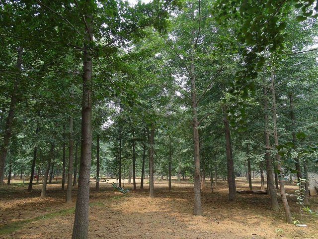 都江堰銀杏樹苗木栽培基地 大邑縣香樟苗木批發(fā) 成都騰達永森園