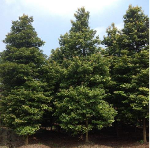 楨楠-溫江桂花苗木基地-成都騰達永森園林有限公司