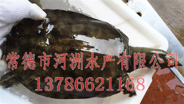 喀什中華鱉價格