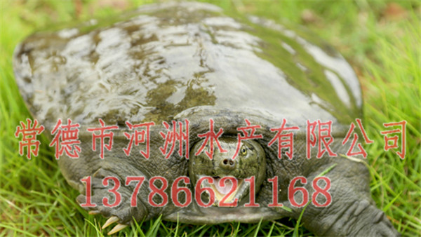 嘉興甲魚批發