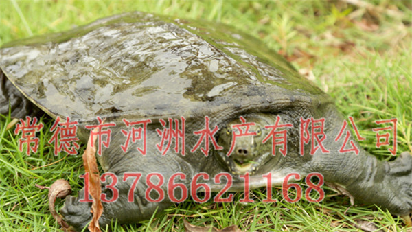 平頂山中華鱉價(jià)格
