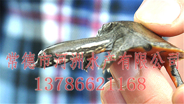 鱉一斤多少錢