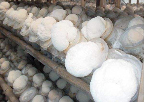 干貨羊肚菌批發(fā) 猴頭菇價格 重慶市渝中區(qū)東升蔬菜經(jīng)營部