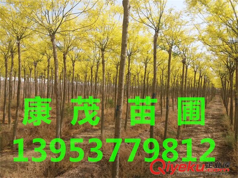 8公分金枝槐