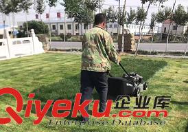 綠化工程苗木