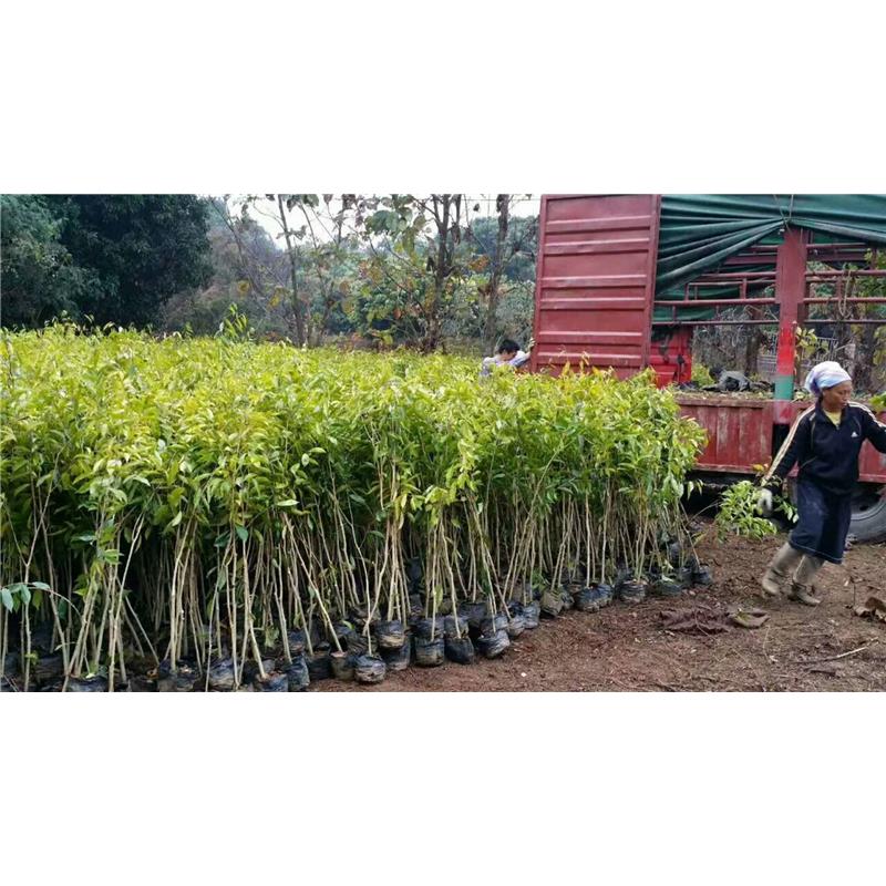 Agarwood seedlings