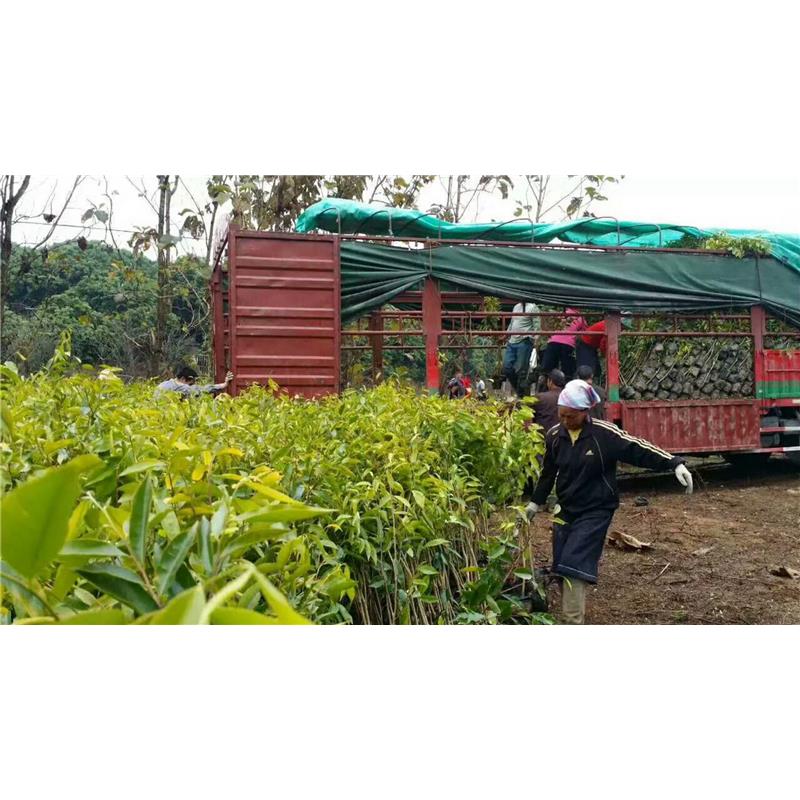 Agarwood seedlings