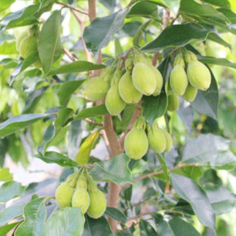 Agarwood seedlings