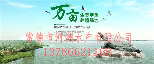 湖南甲魚價格_2020湖南甲魚價格報價表